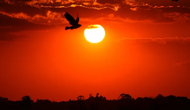 pássaro passando em frente ao sol