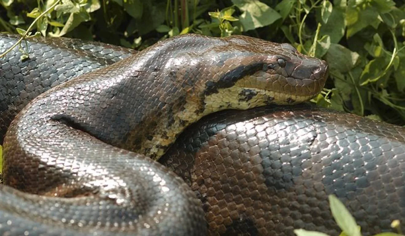 Maior cobra do mundo