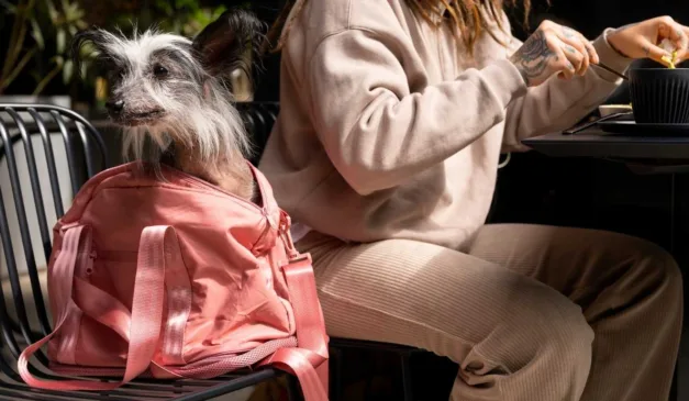 cachorro dentro de bolsa rosa