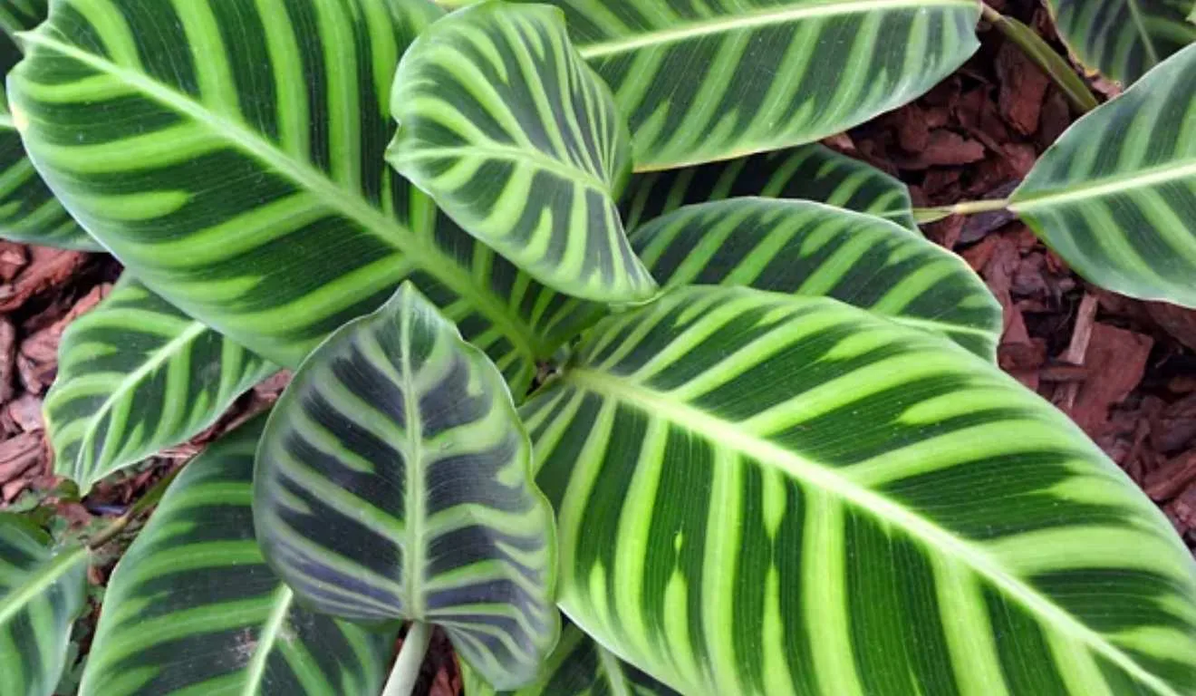 maranta