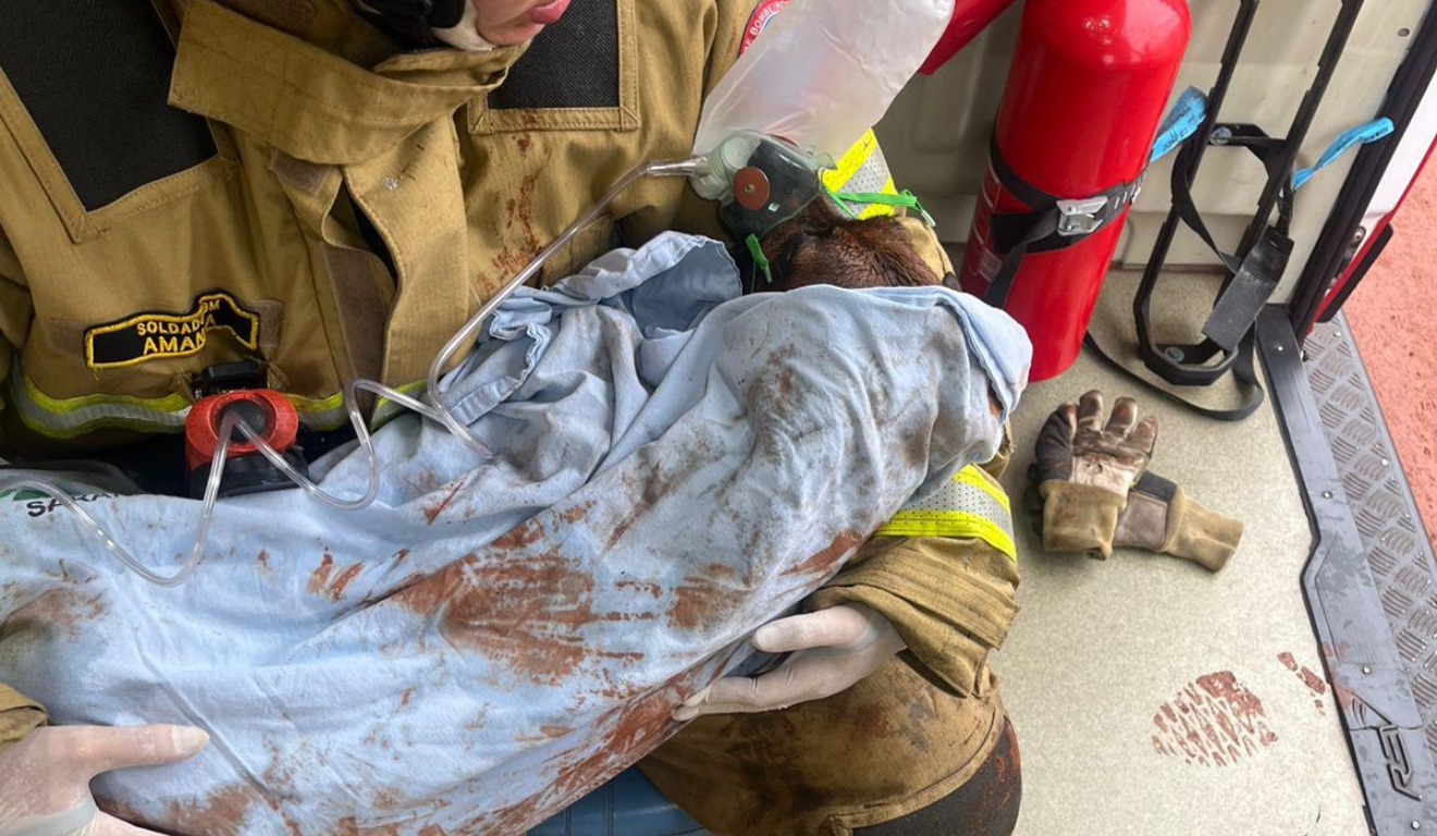 Cachorra sendo salva após tutor colocar fogo em casa
