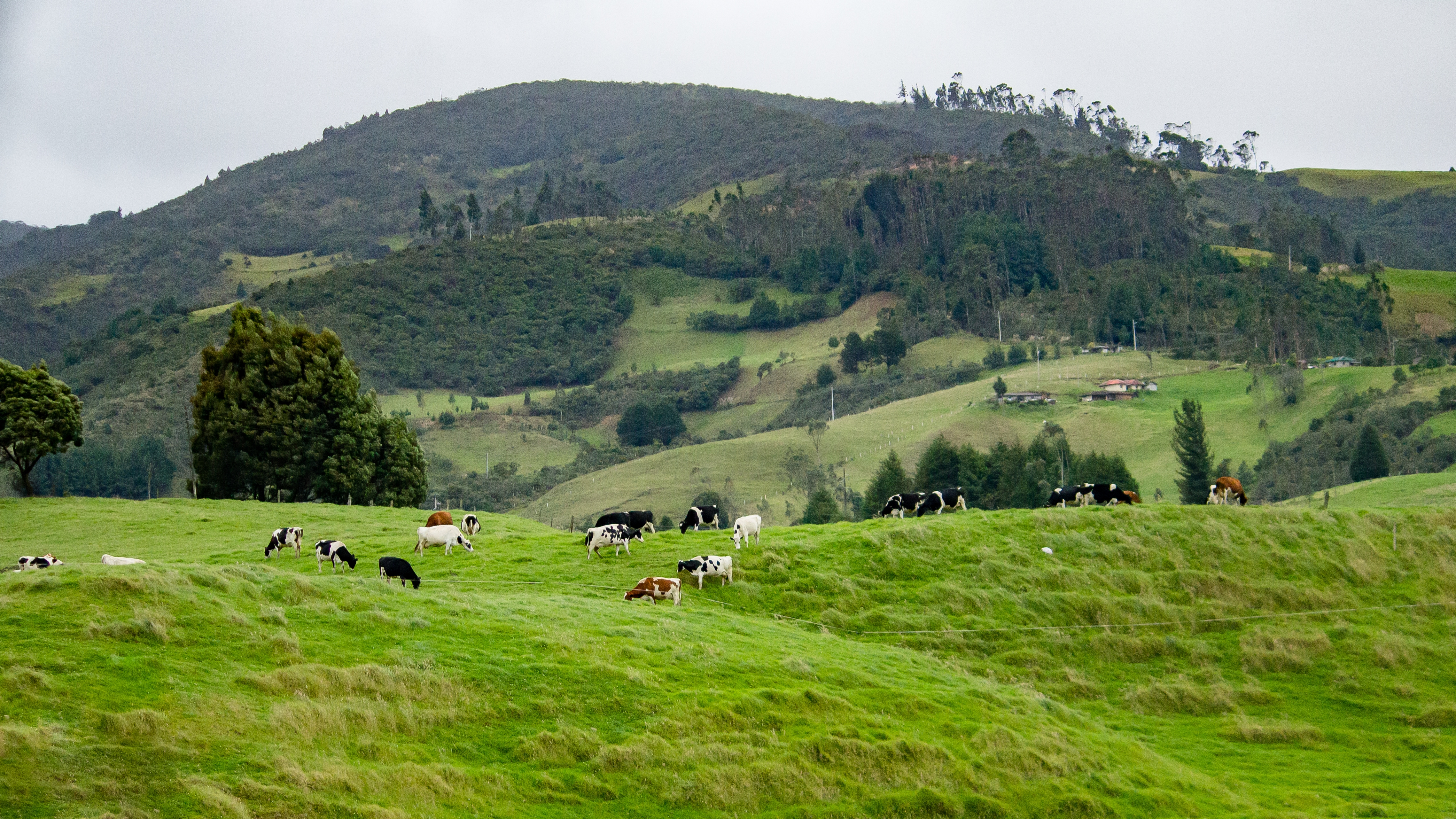 Gado pastando em fazenda no campo com morros ao fundo, representando produtores rurais e atividades agropecuárias