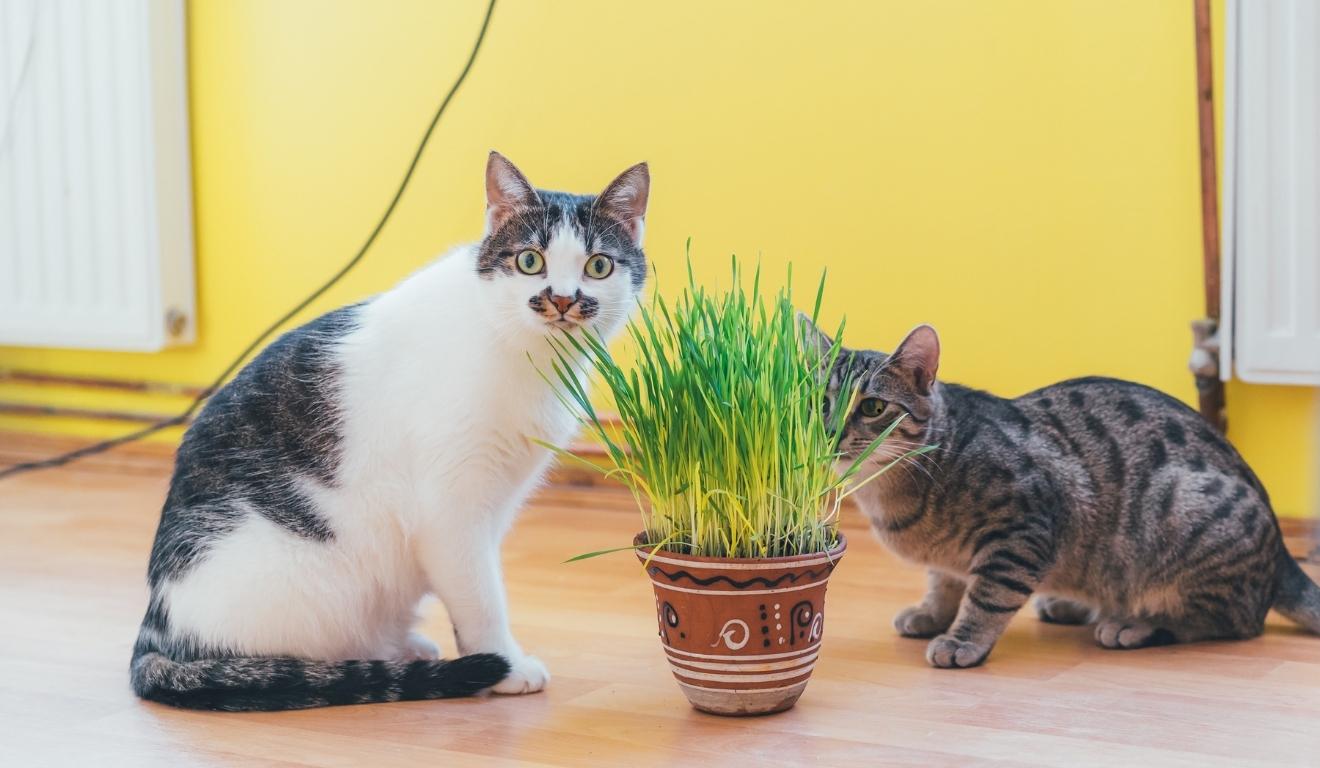 gatos com planta de catnip