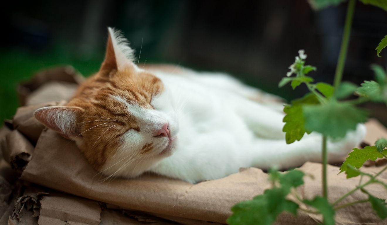 gato com catnip
