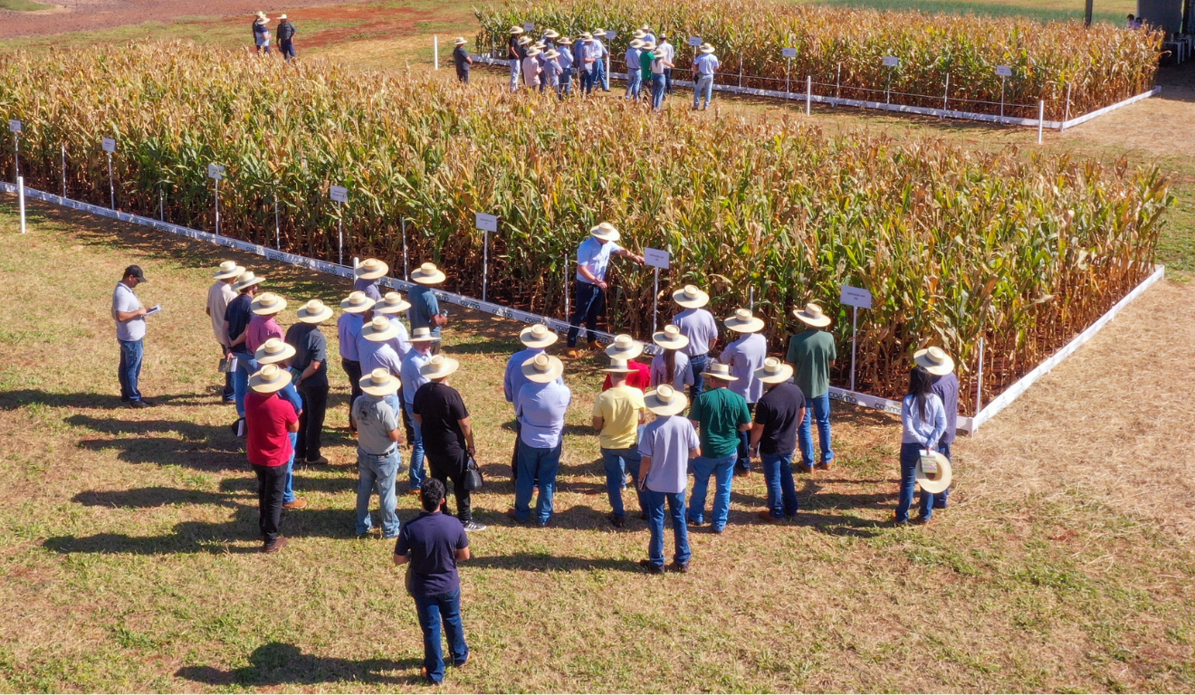 foto aerea de agricultores em uma plantação da Coamo