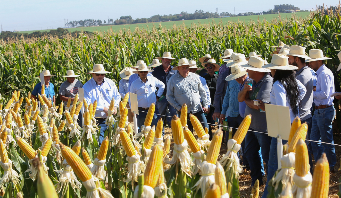 agricultores em frente a uma plantação de milho da coamo