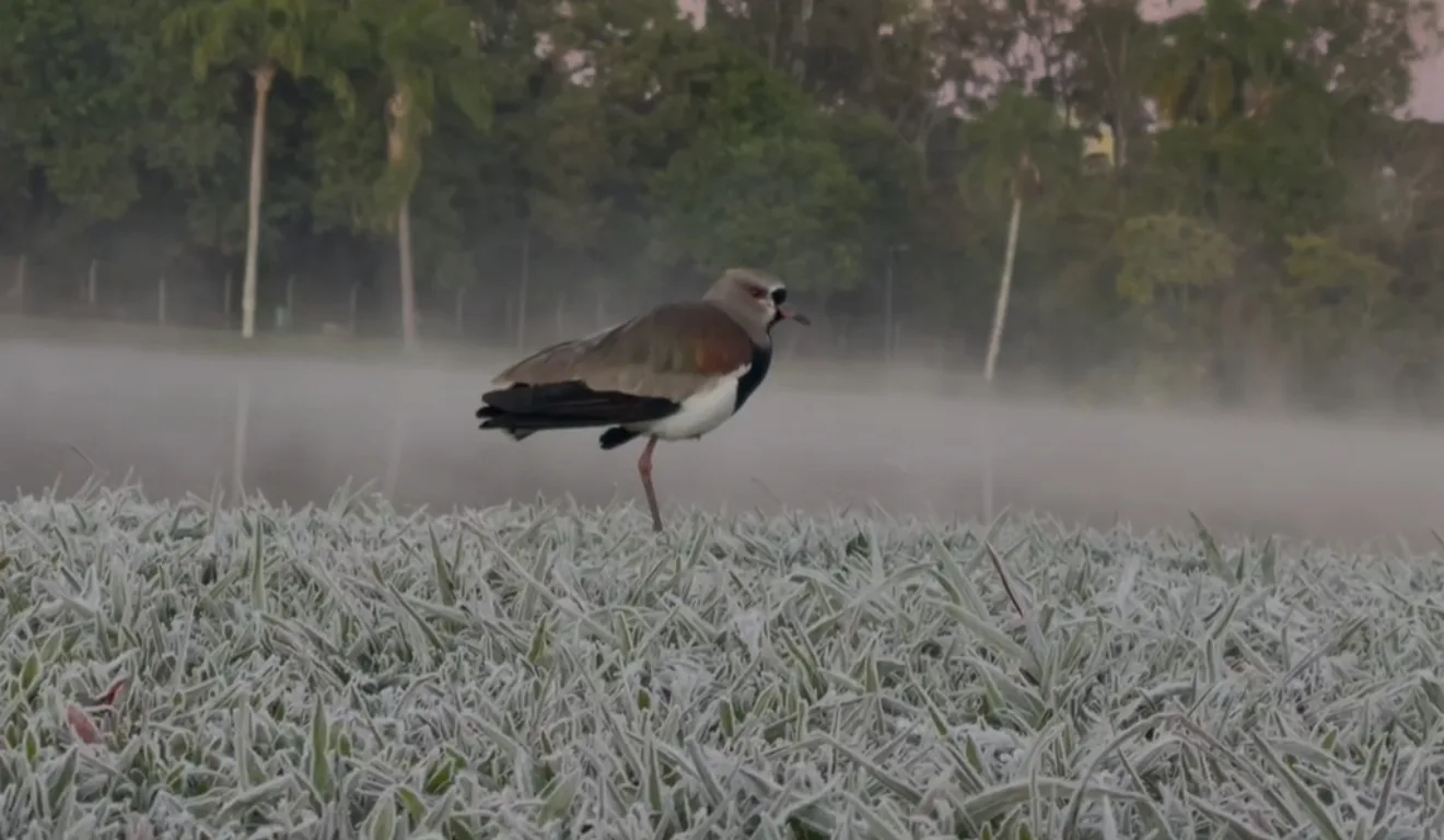 - Frio intenso no Paraná: Descubra as mínimas congelantes e geadas
- Acorde para a beleza do frio: temperaturas negativas no Paraná!
- Geadas transformam o Paraná: veja registros de frio intenso e paisagens