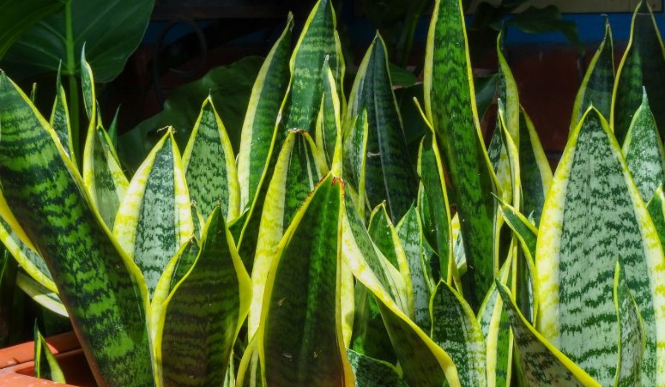 Espada de são jorge plantada