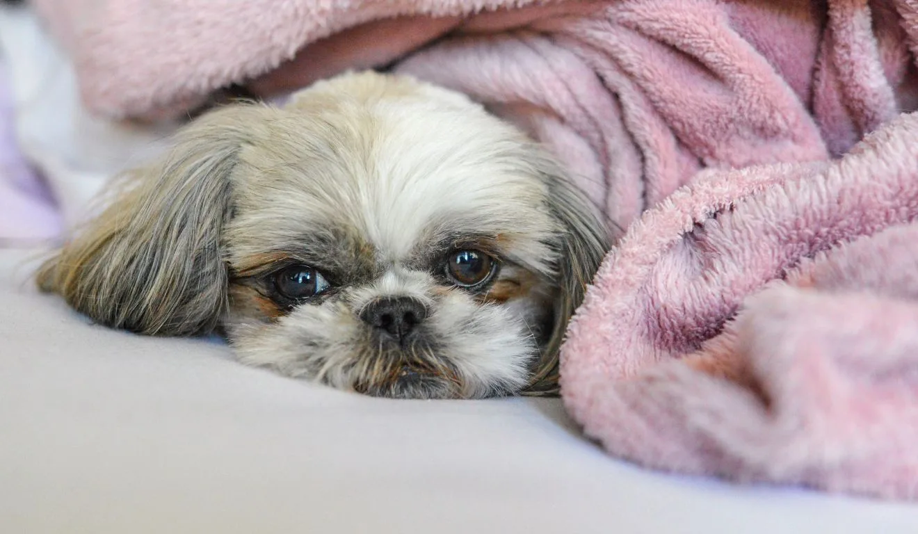 shih tzu