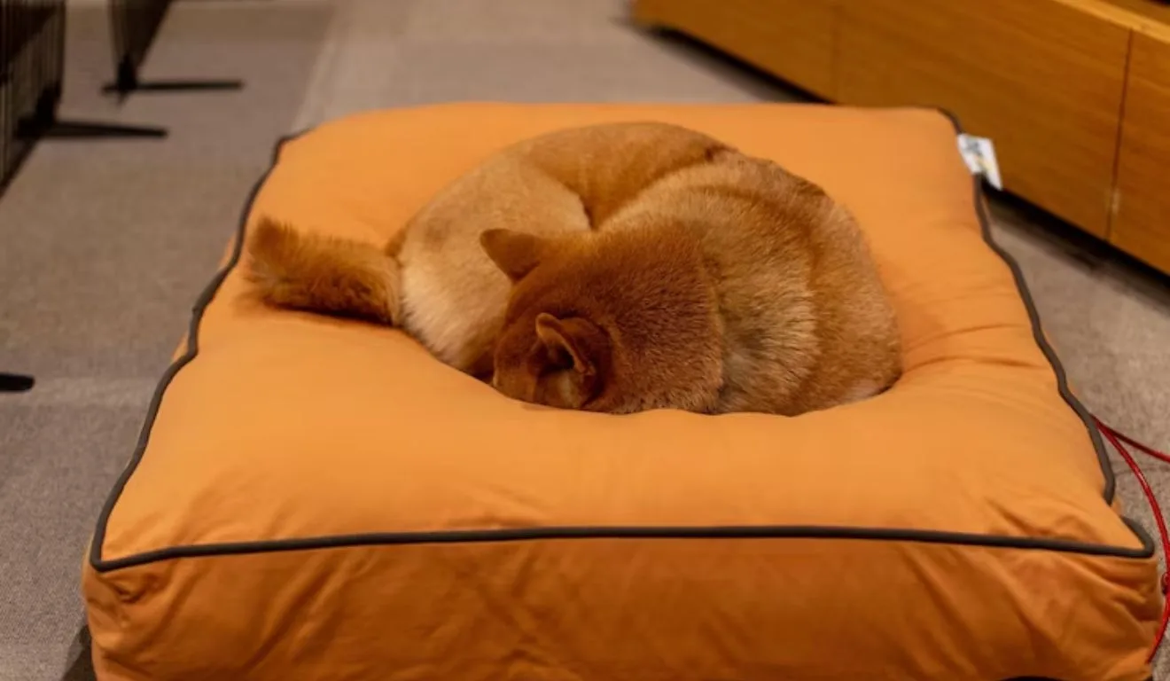 gato dormindo em caminha