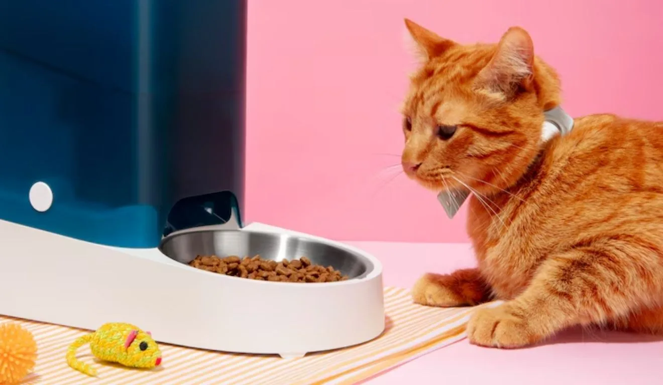 gato comendo em pote de ração