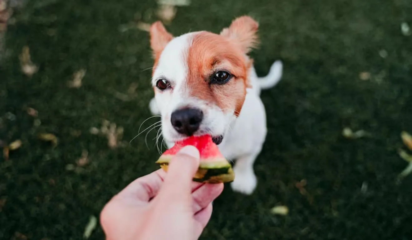 cachorro comendo melancia
