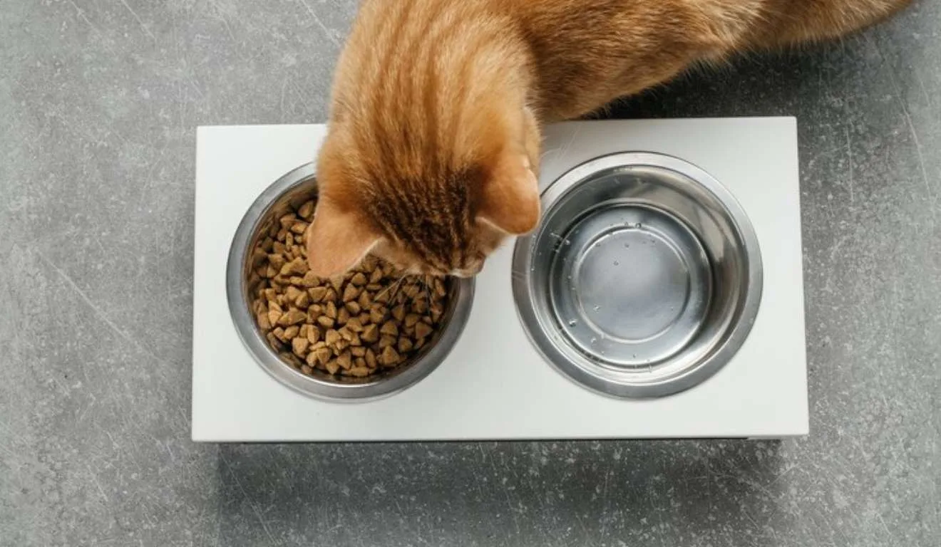 gato comendo em pote de ração