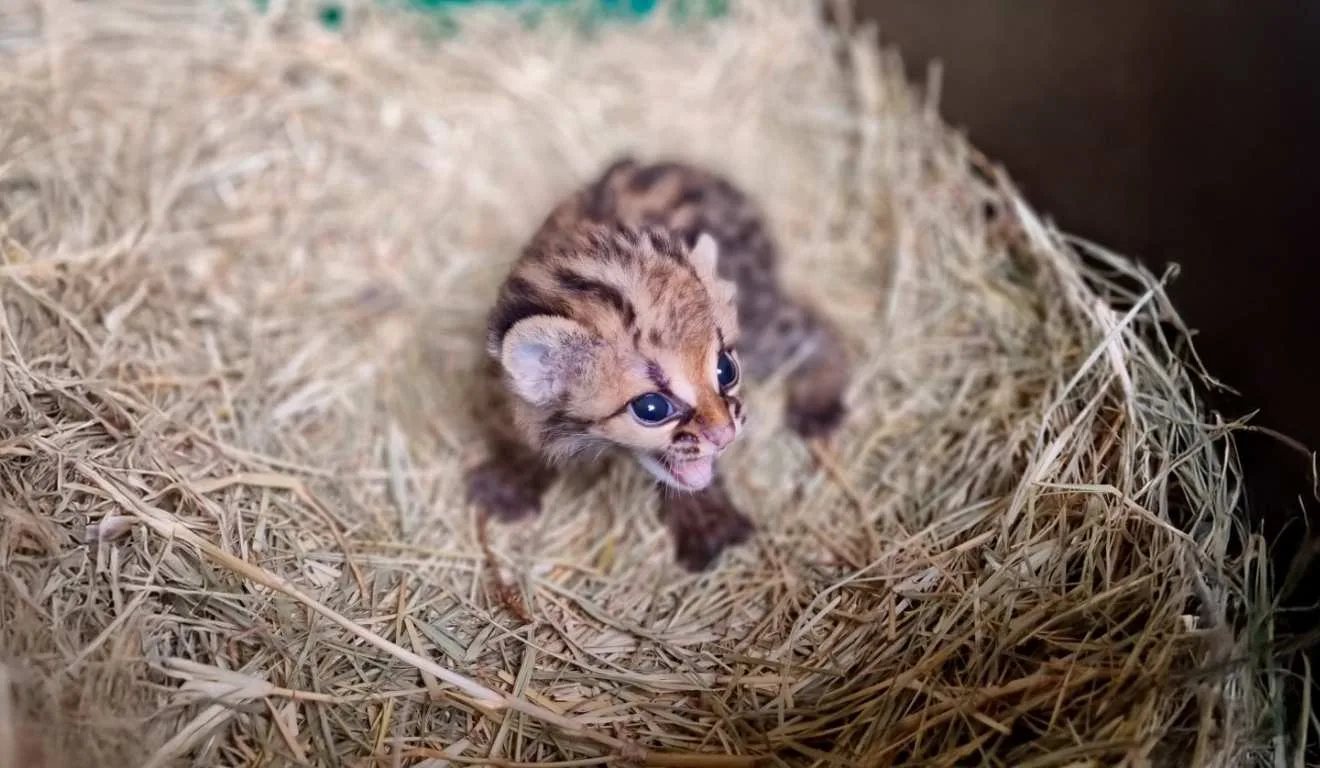 gato maracajá itaipu