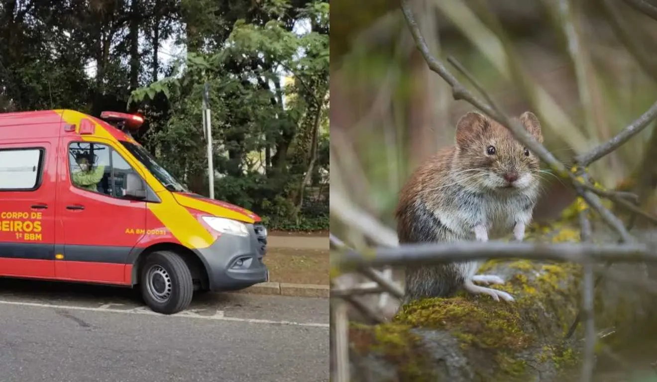 Corpo de bombeiros em ocorrência e ratazana