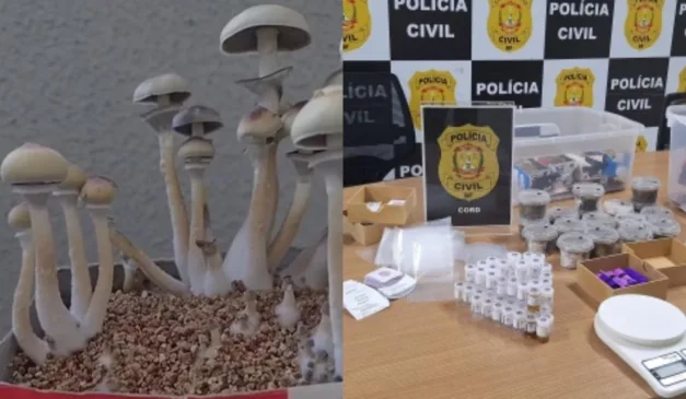 cogumelos e drogas apreendidos na casa da estudante de medicina veterinária