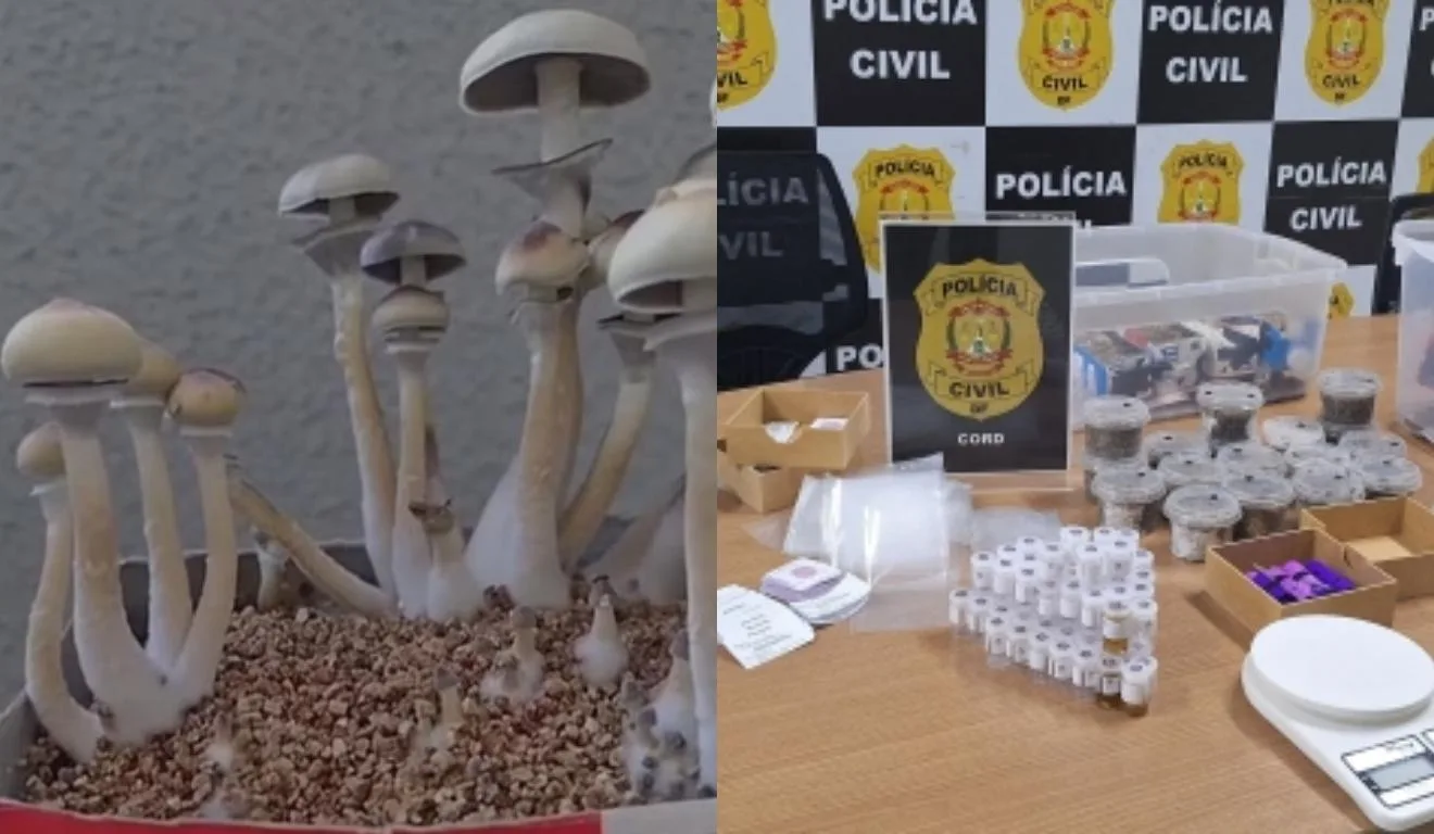 cogumelos e drogas apreendidos na casa da estudante de medicina veterinária