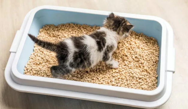 gato na caixa de areia