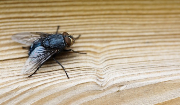 mosca em cima de uma madeira