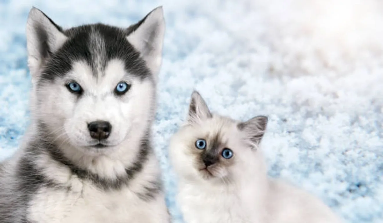 gato ao lado de cachoro