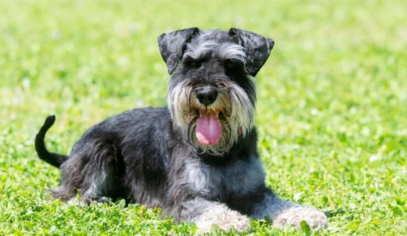 Schnauzer