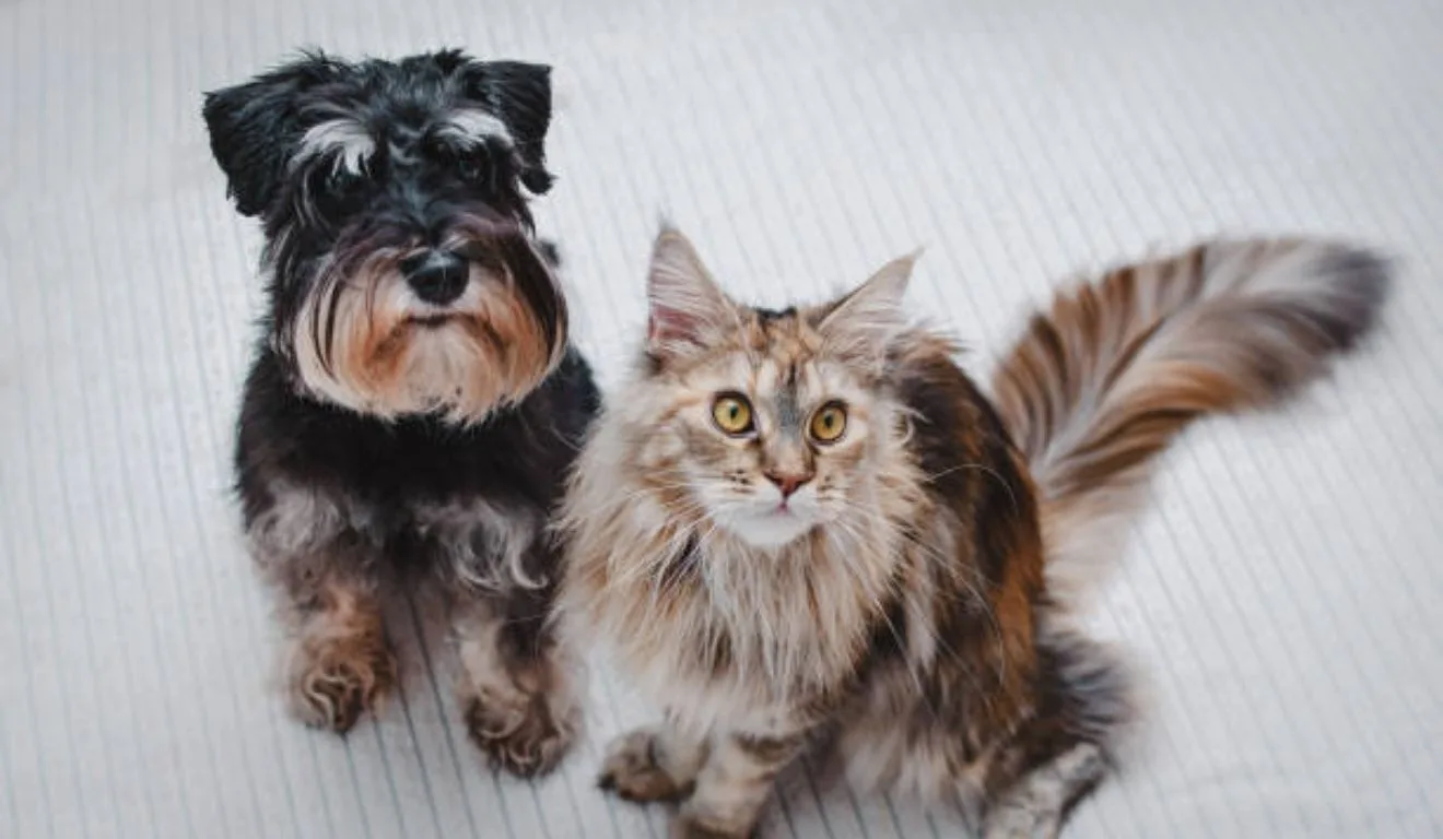 gato ao lado de cachoro