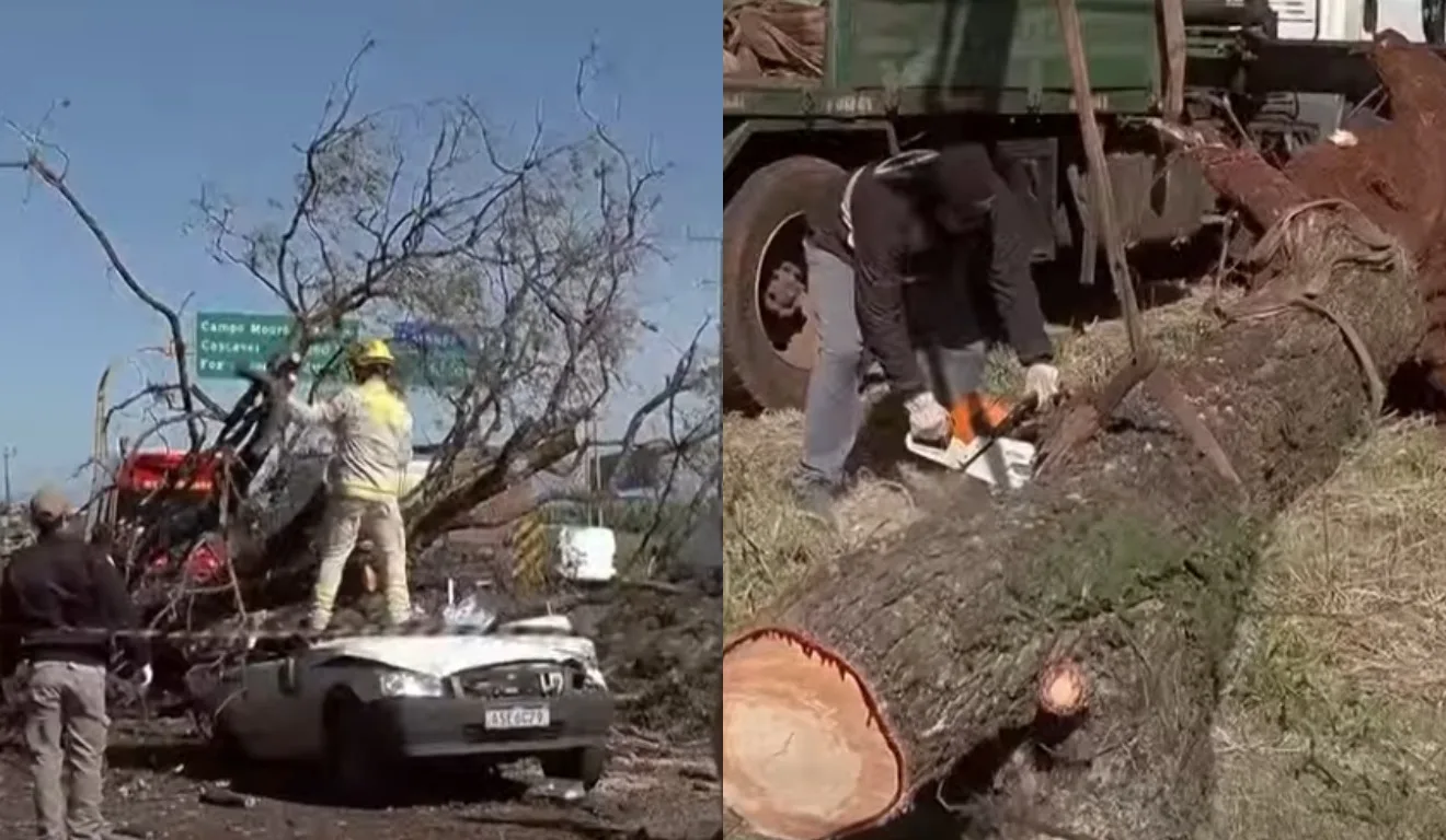 árvore em cima do carro