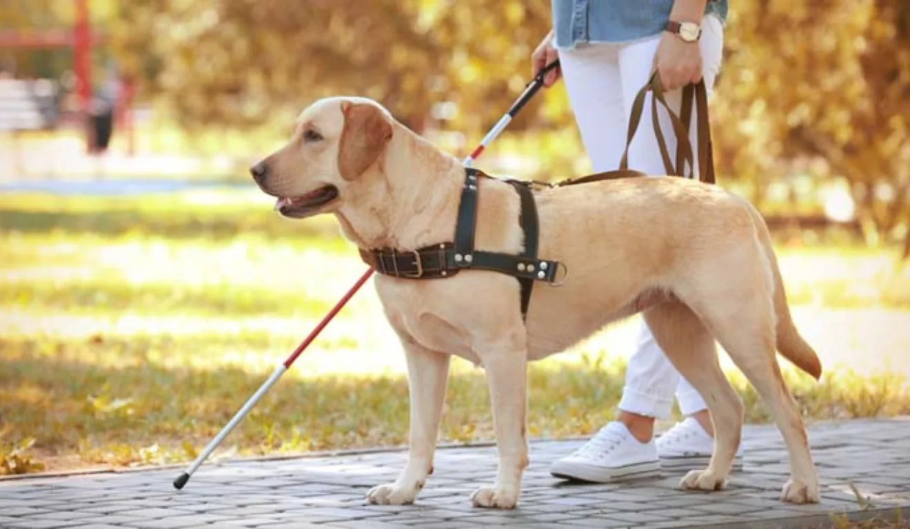 cão-guia conduzindo uma pessoa cega
