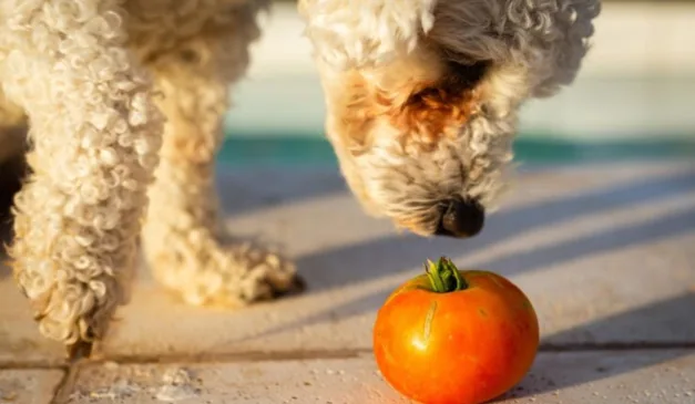 cachorro cheirando tomate
