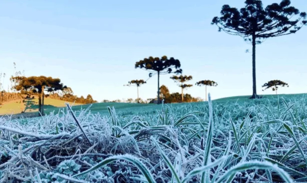grama com geada e araucarias ao fundo