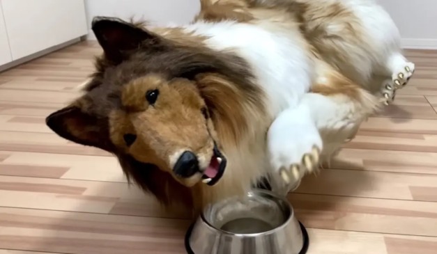 therian japonês Toko, que se identifica como um cachorro da raça collie