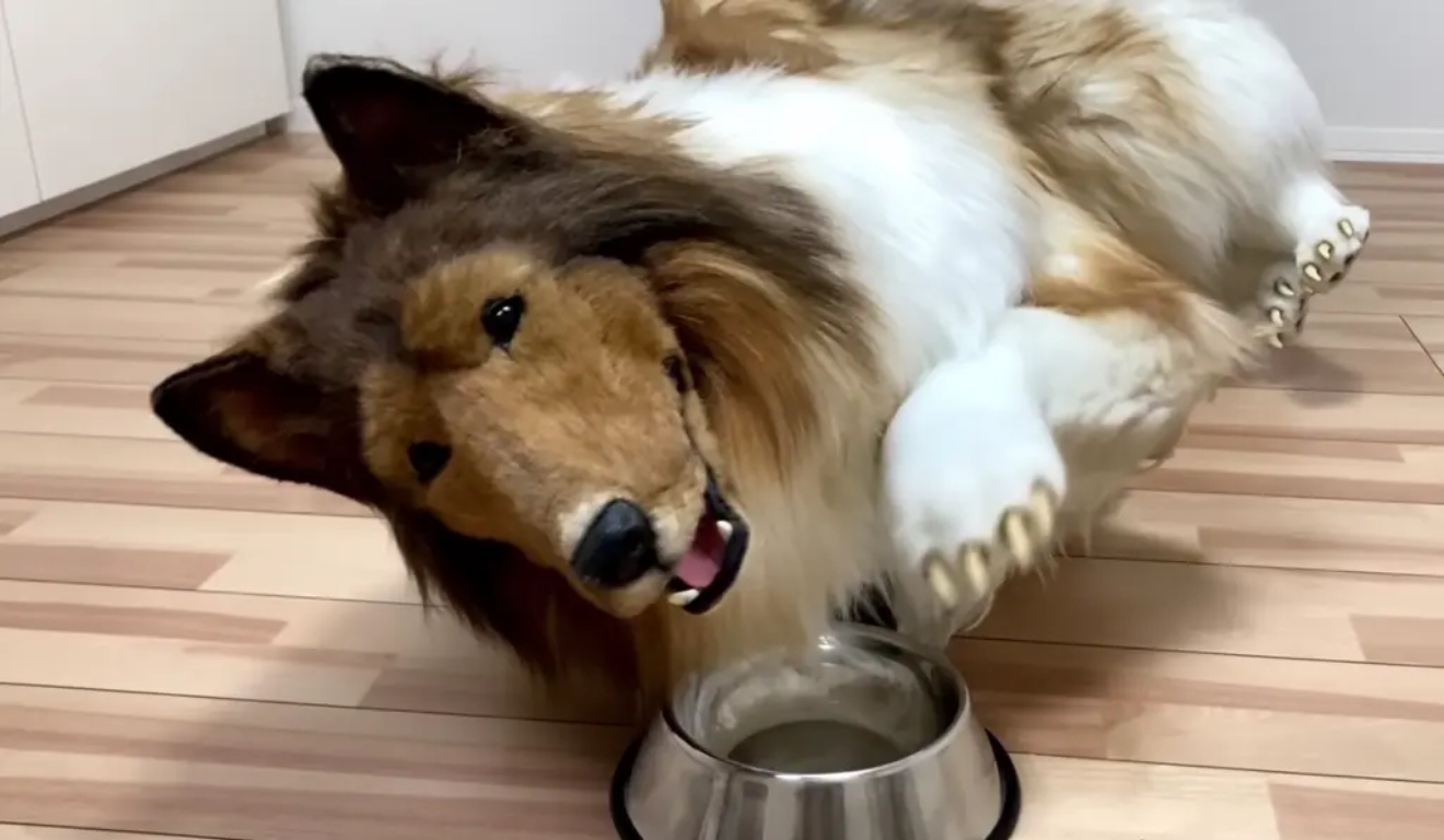 therian japonês Toko, que se identifica como um cachorro da raça collie