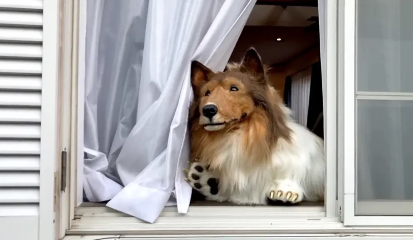 therian japonês Toko, que se identifica como um cachorro da raça collie