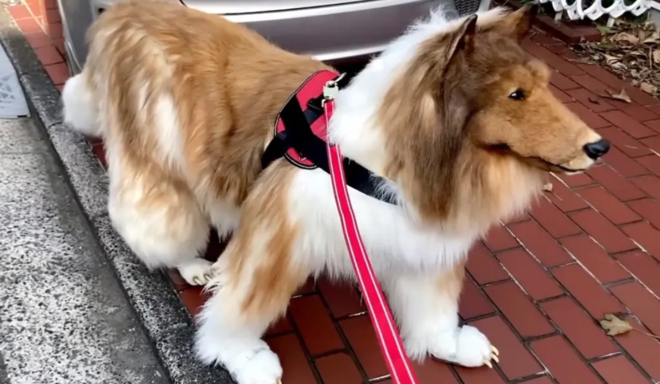 therian japonês Toko, que se identifica como um cachorro da raça collie