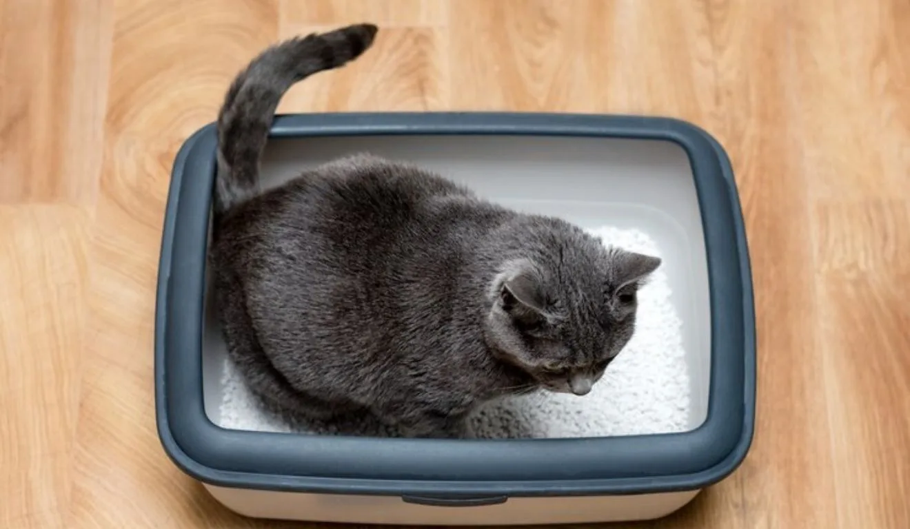 gato na caixa de areia