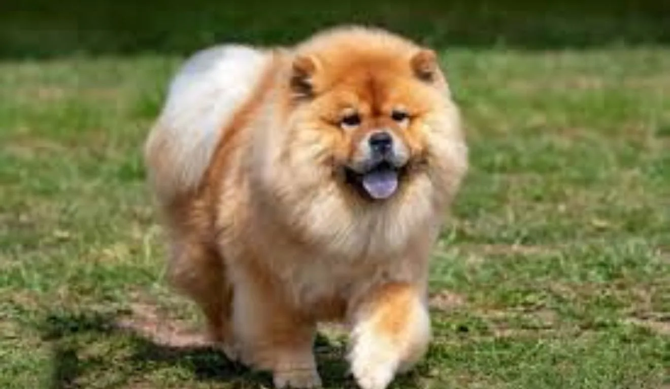 Chow Chow