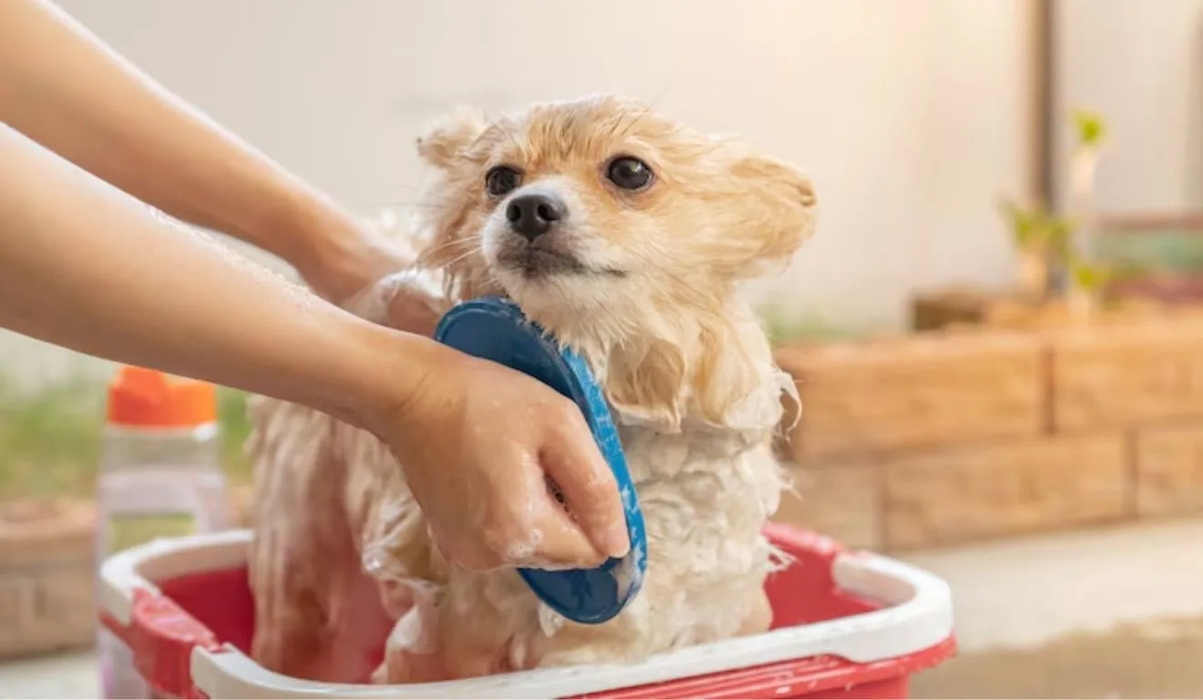 cachorro tomando banho