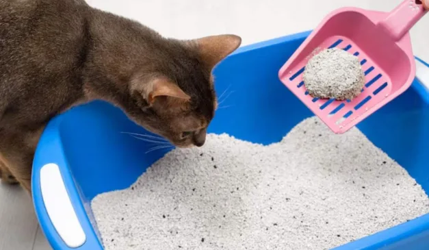 pessoa limpando caixa de areia de gato