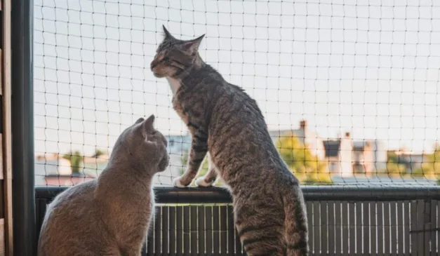 gatos em janela com tela de proteção