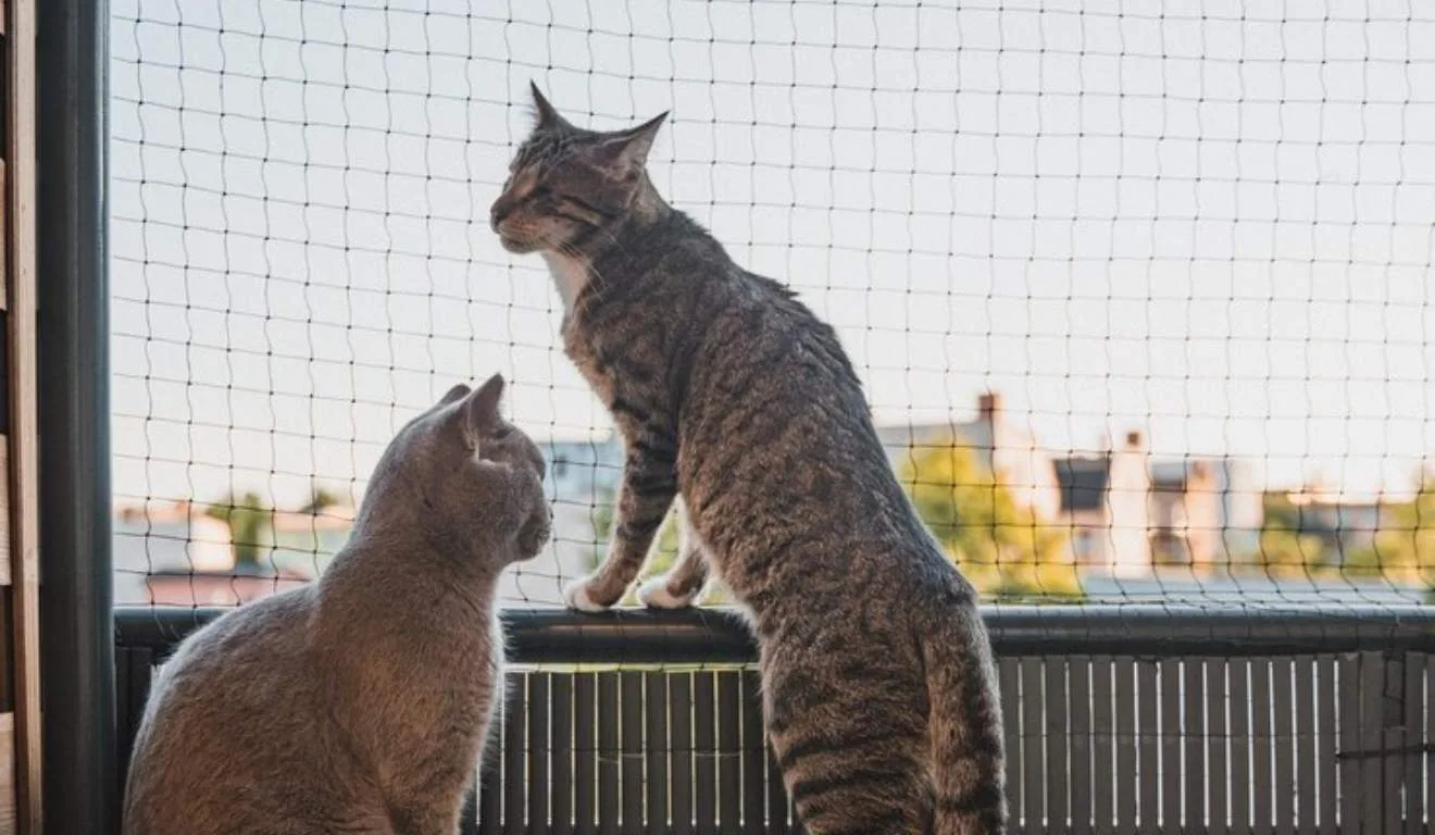 gatos em janela com tela de proteção