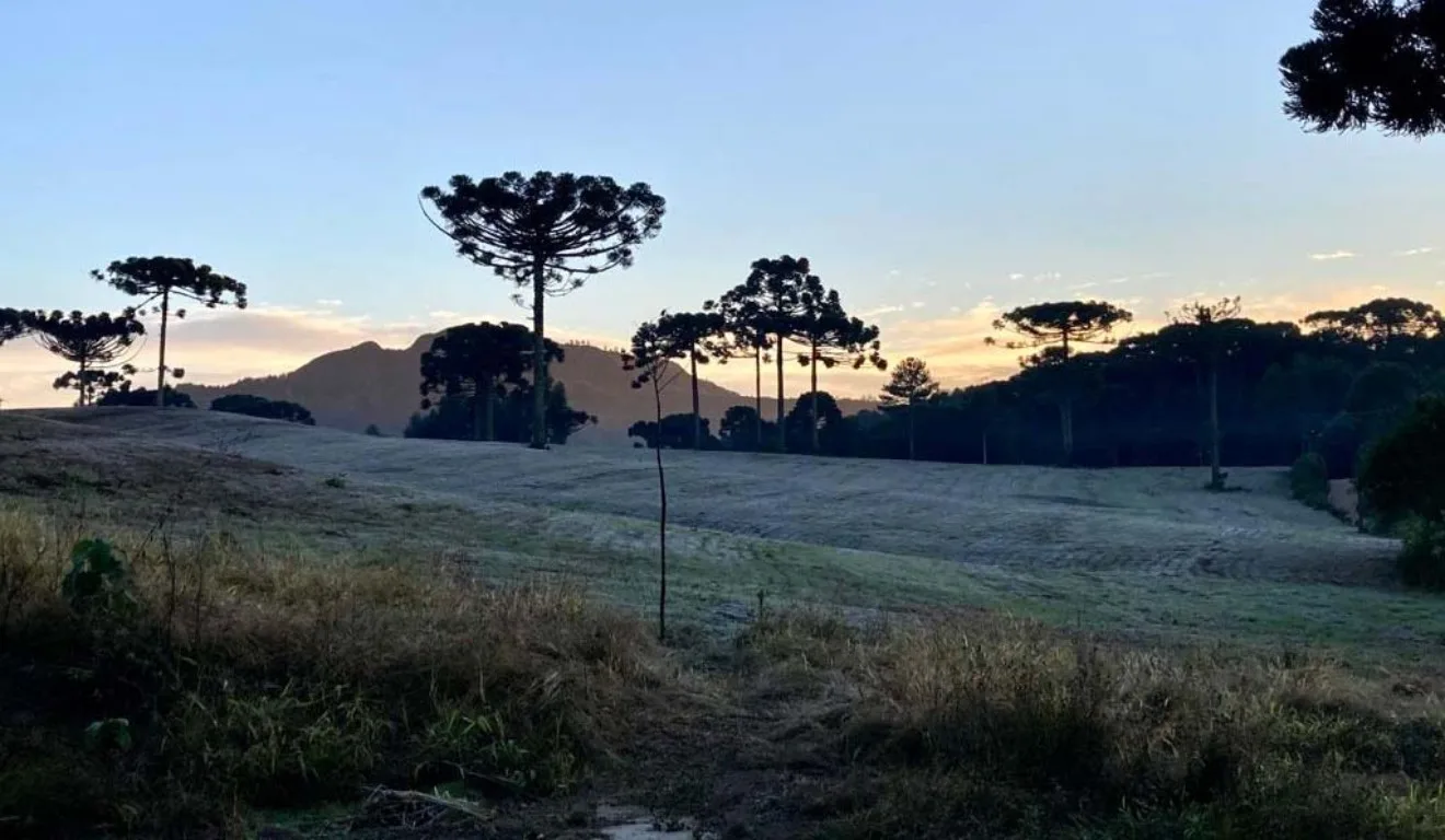 Campo de araucárias com geada