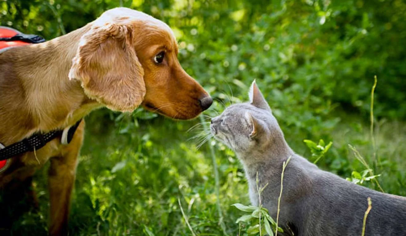 gato ao lado de cachoro