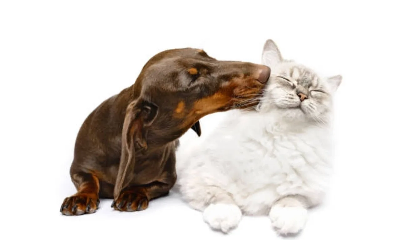 cachorro beijando gato