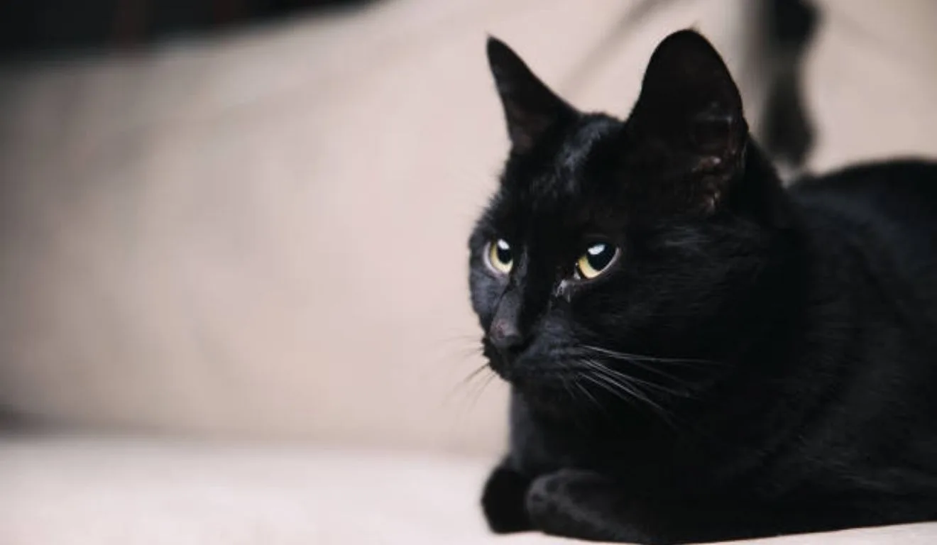 gato preto