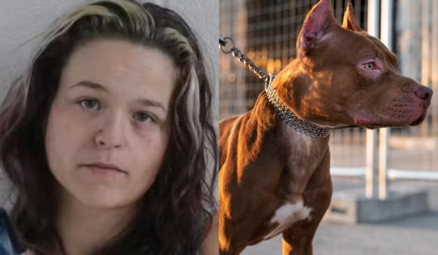 Colagem mãe e pitbull.