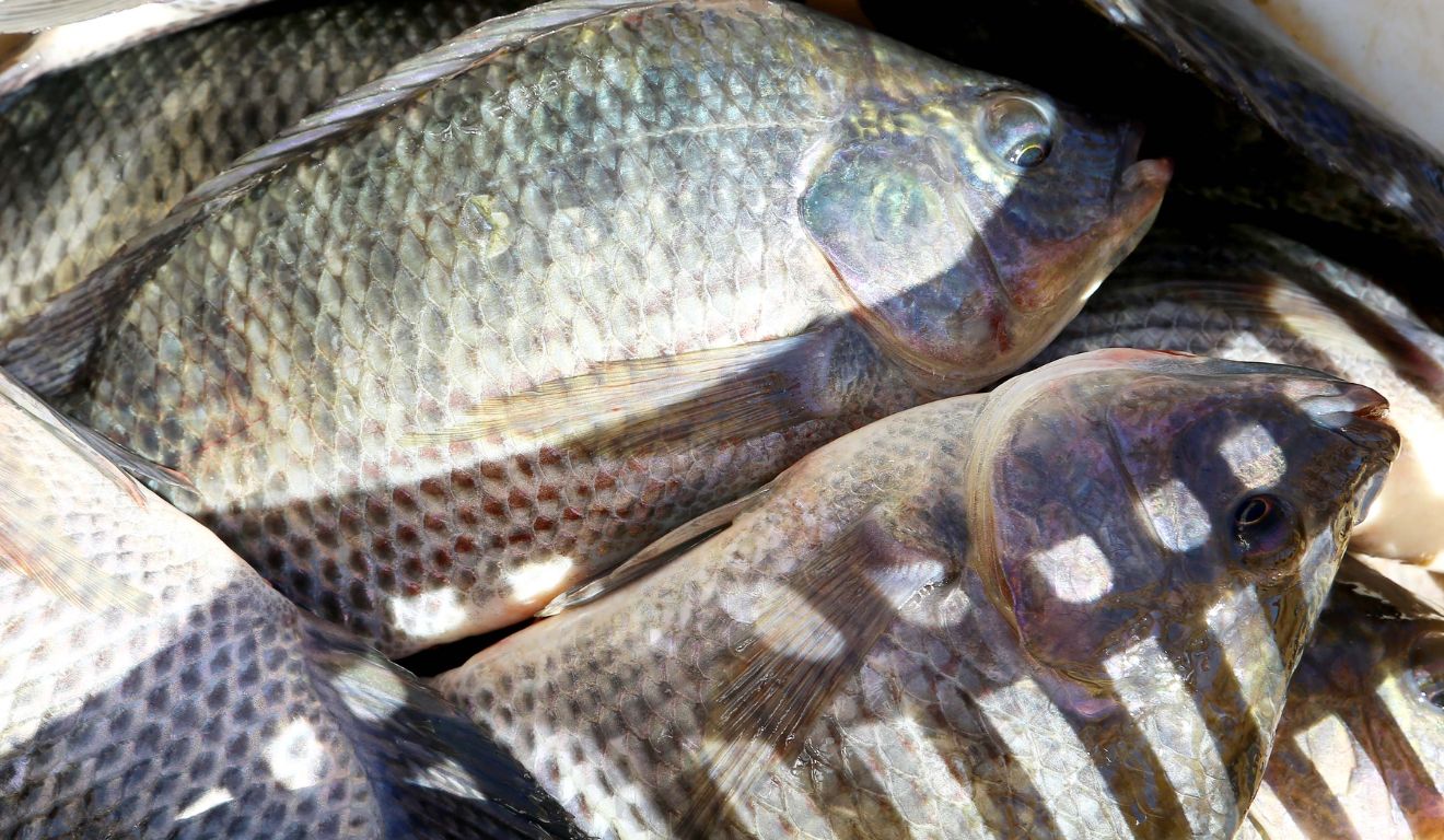 Pescados do Paraná; 80% da exportação paranaense vai aos EUA