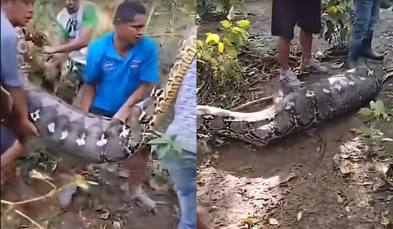 Cobra gigante morta por vizinhos do agricultor
