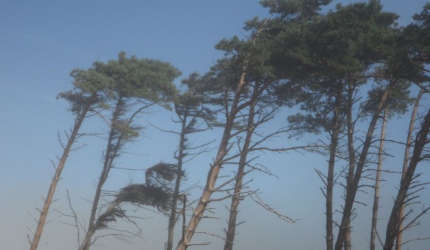 foto de árvores balançando para ilustrar alerta amarelo no paraná