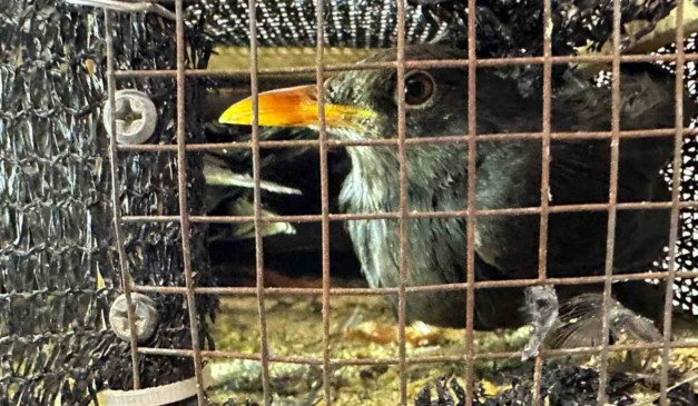 Uma ave silvestre resgatada durante uma abordagem da PRF no Paraná