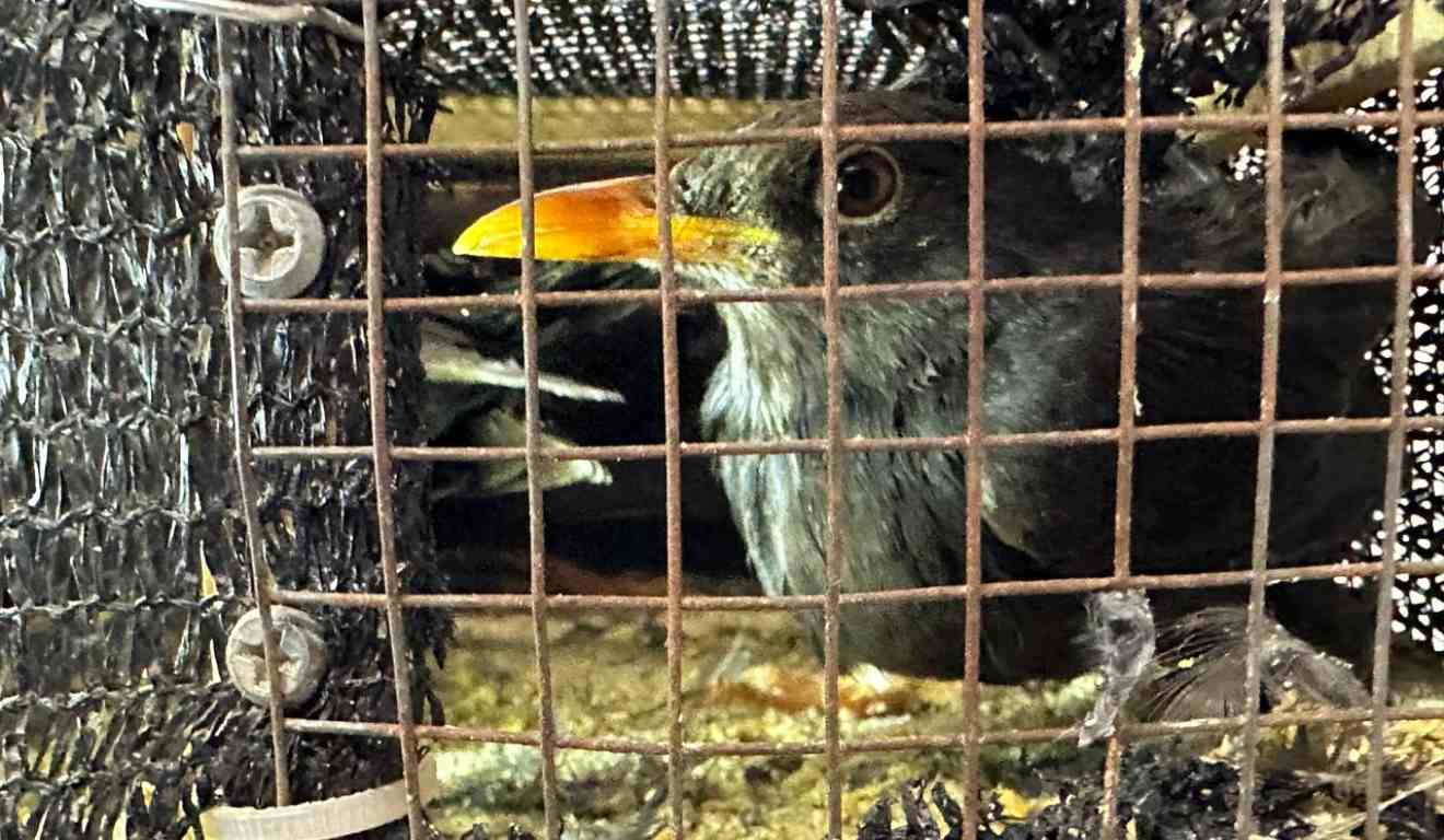 Uma ave silvestre resgatada durante uma abordagem da PRF no Paraná